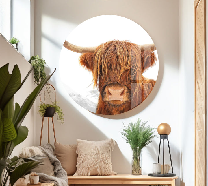 Highland Scotland Cow Glass Wall Art glass image printing, glass prints from photos