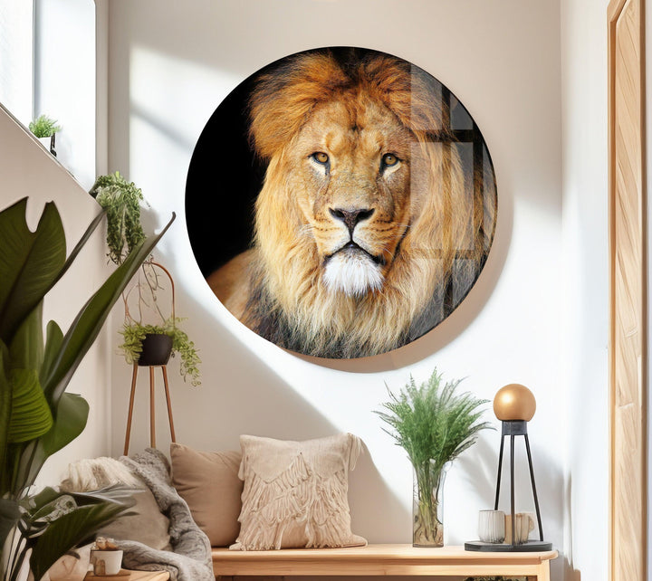 Old Lion Glass Wall Art large glass photo prints, glass wall photos