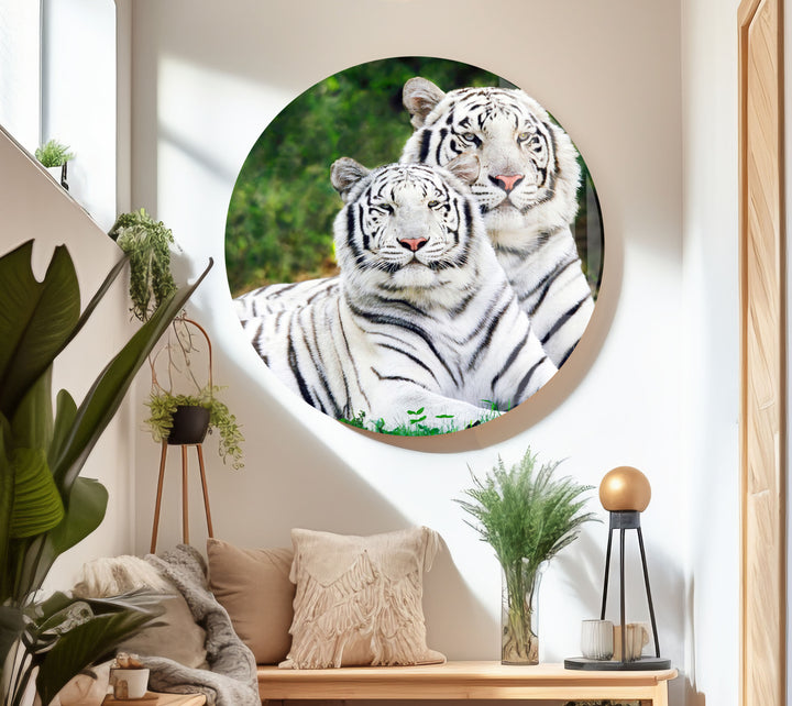 White Tigers Glass Wall Art large glass photo prints, glass wall photos