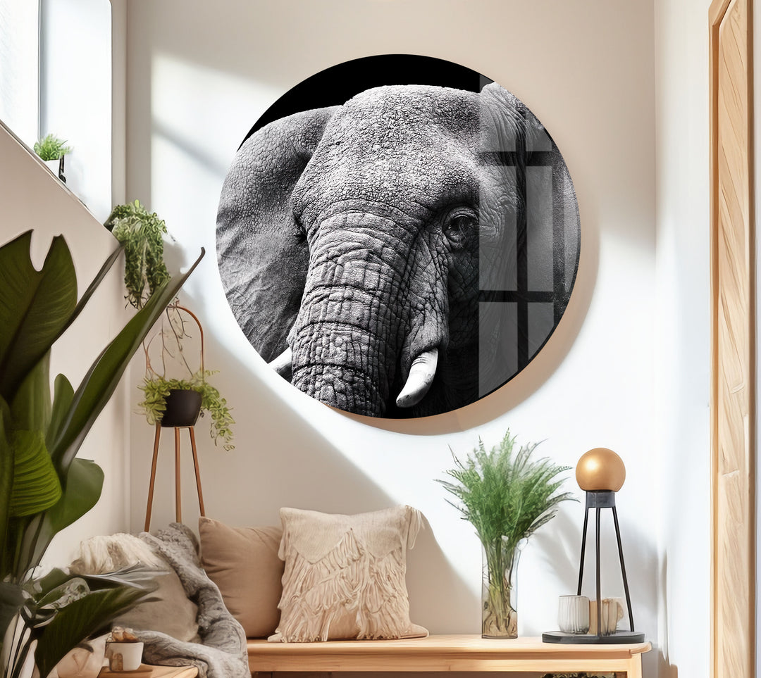 Indian Elephant Glass Wall Art print on glass, glass printed photos