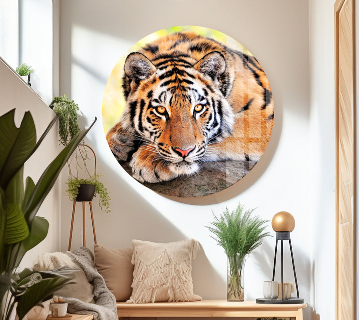 Large Tiger Laying Glass Wall Art             glass wall decor, glass wall art decor