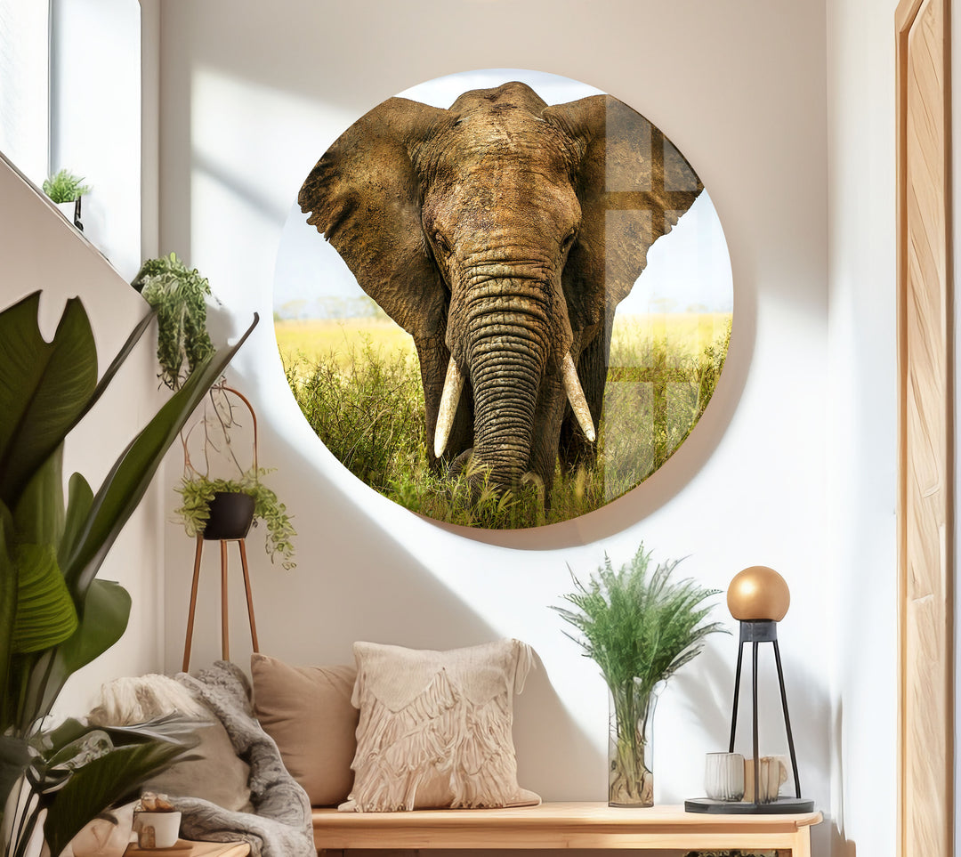 Safari Elephant Glass Wall Art large glass photo prints, glass wall photos