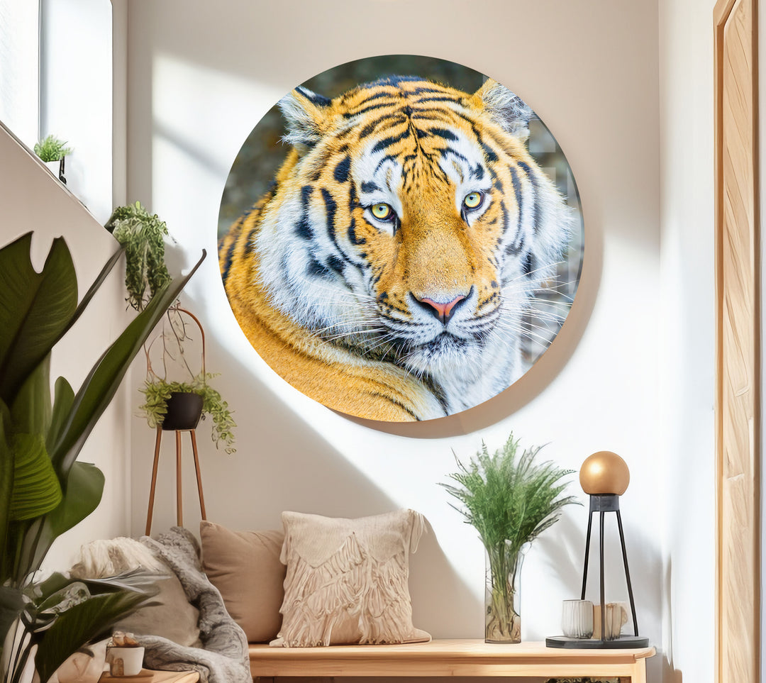 Siberian Tiger Glass Wall Art art glass wall art, glass wall art pictures