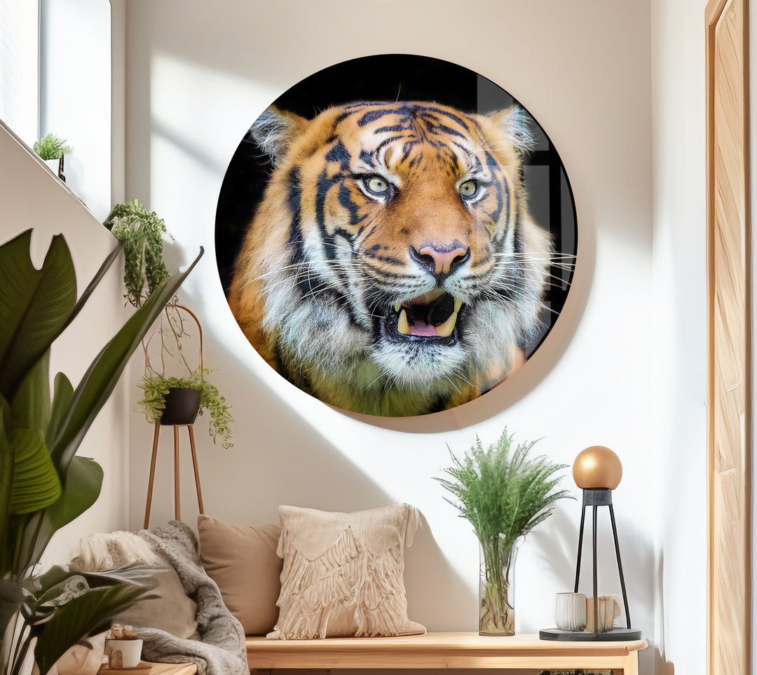 Sumatran Tiger Glass Wall Art custom glass photo prints, large glass prints