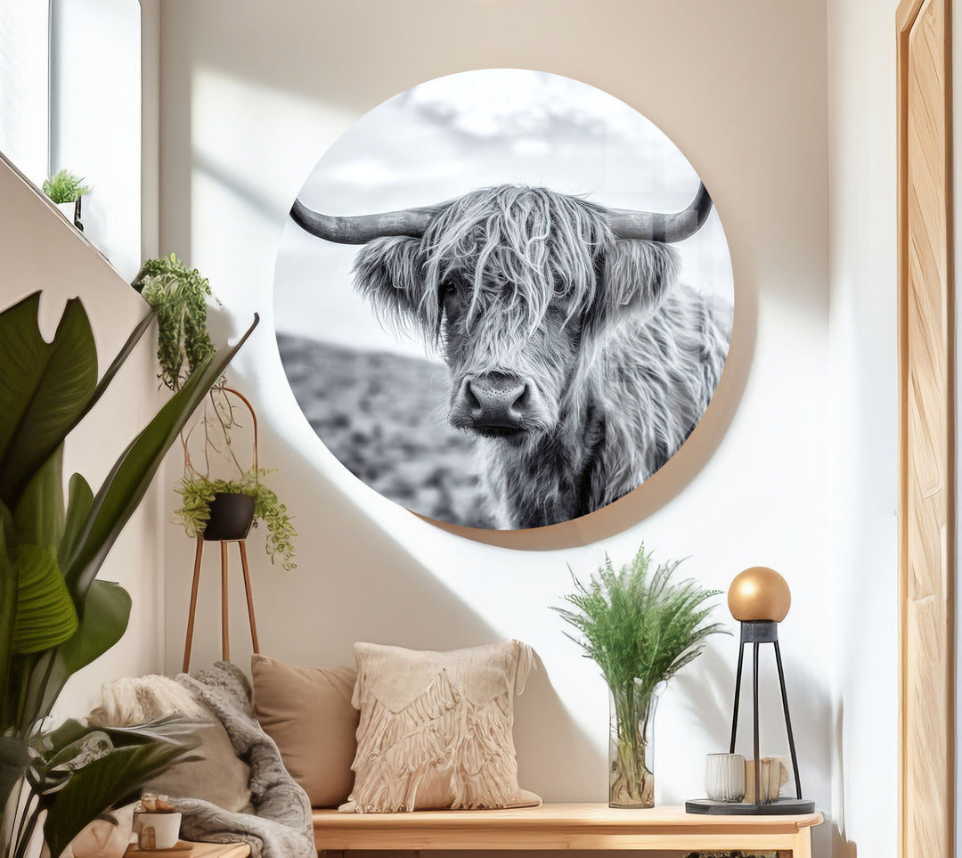 Scottish Highland Cow Glass Wall Art large glass photo prints, glass wall photos