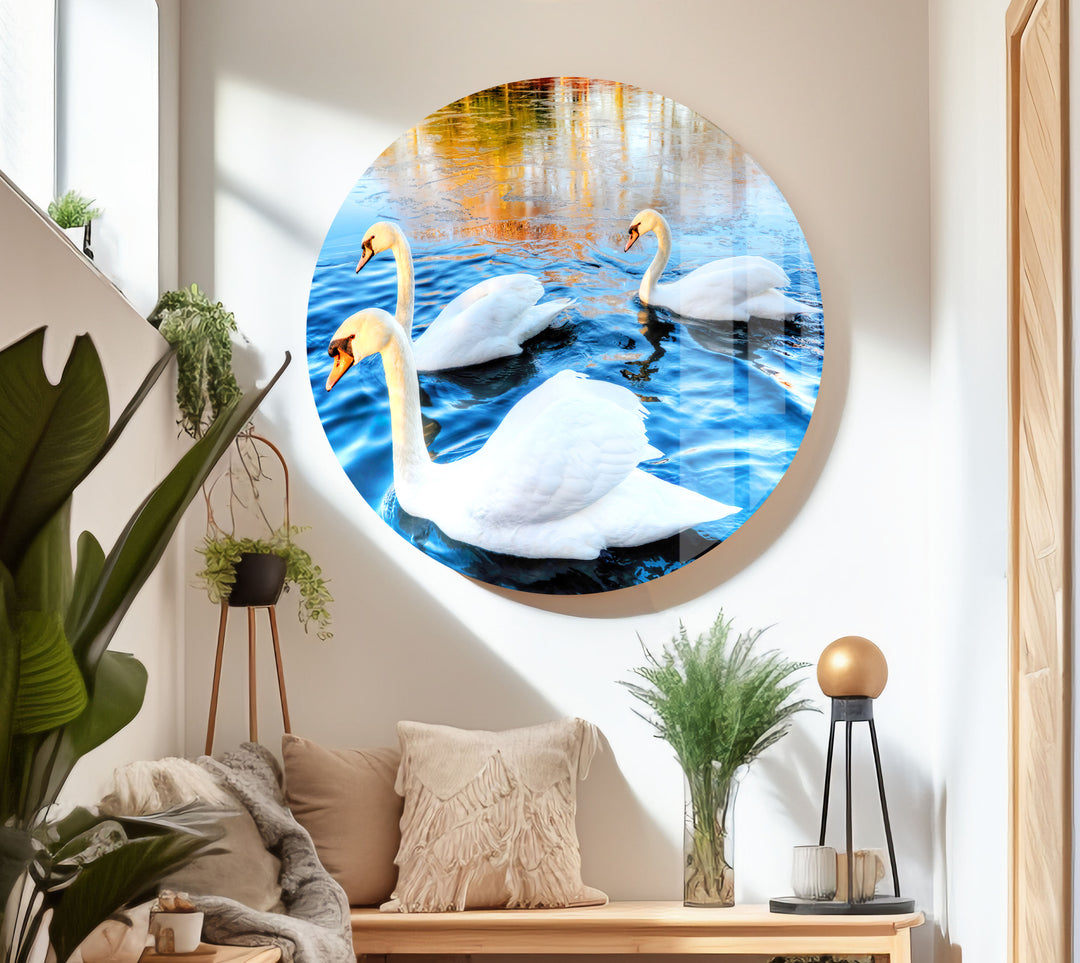 Swans on Lake Glass Wall Art photo print on glass, prints on glass wall art