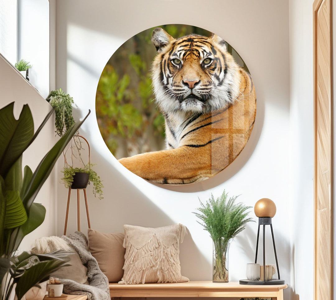 Tiger View Glass Wall Art photo print on glass, prints on glass wall art