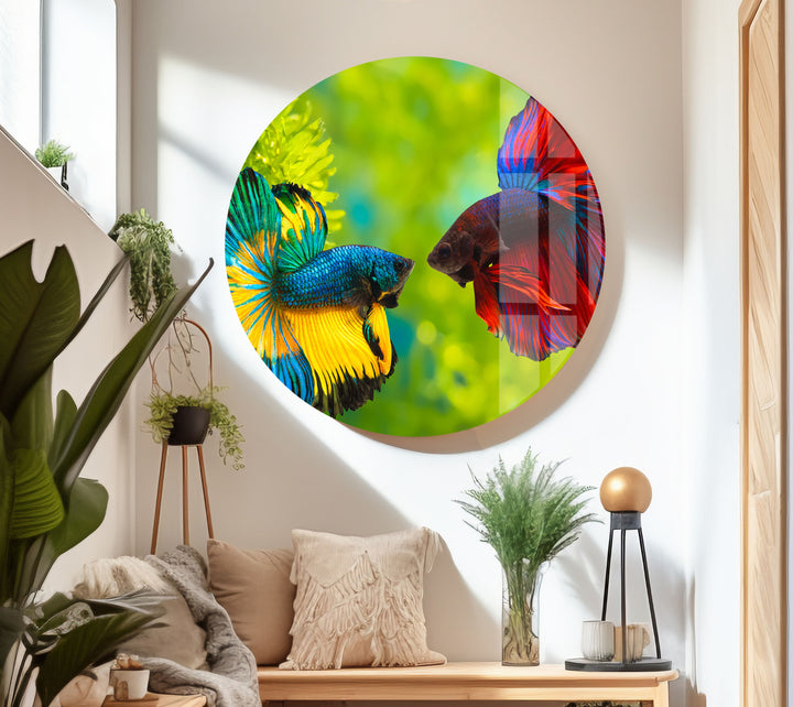 Colorful Beta Fishes Glass Wall Art custom glass photo prints, large glass prints