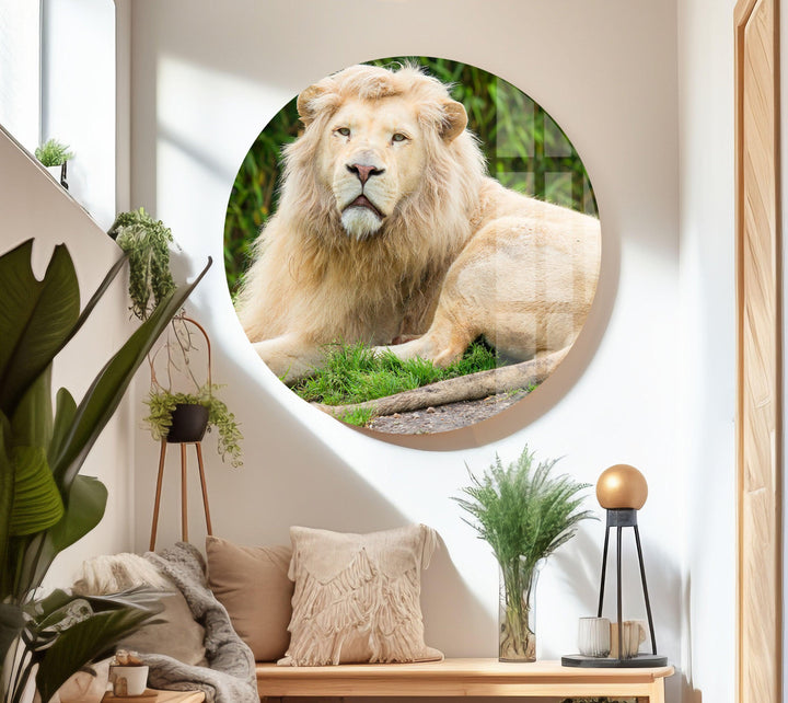 Safari Lion Glass Wall Art glass photo prints, glass picture prints