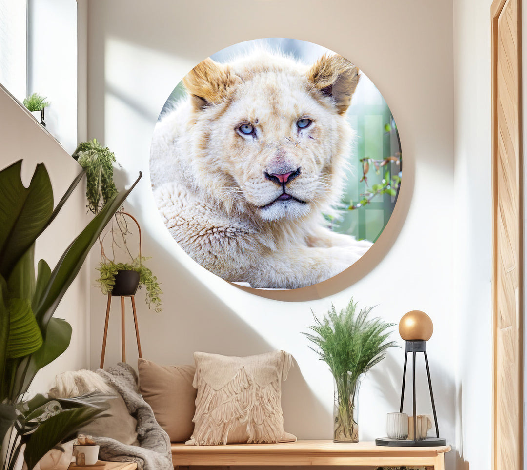 White Lion Portrait Glass Wall Art custom glass photo prints, large glass prints