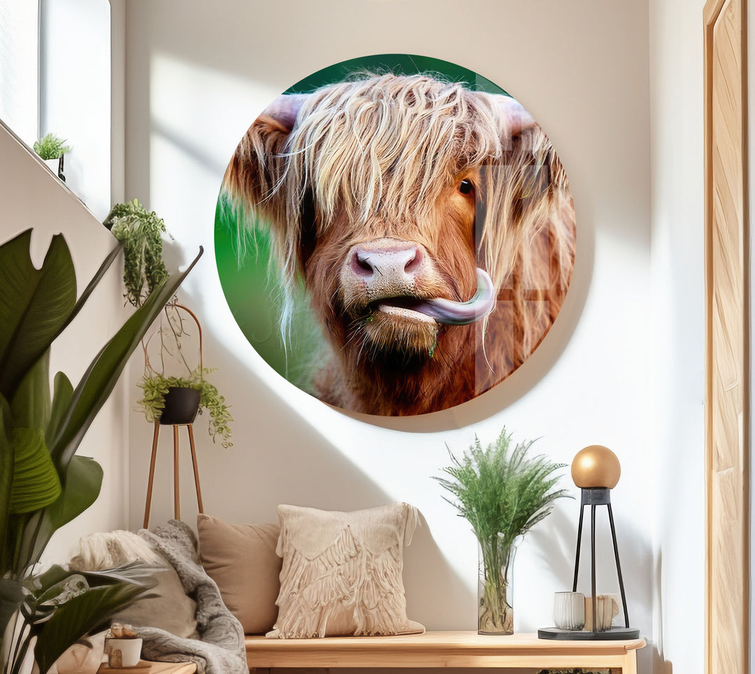 Highland Cow Glass Wall Art large glass photo prints, glass wall photos