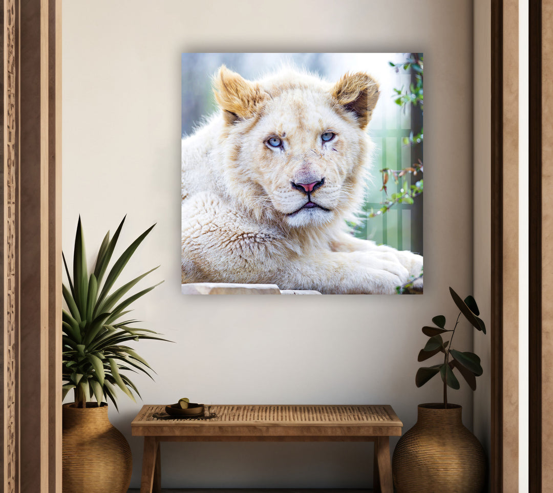 White Lion Portrait Glass Wall Art large glass photo prints, glass wall photos