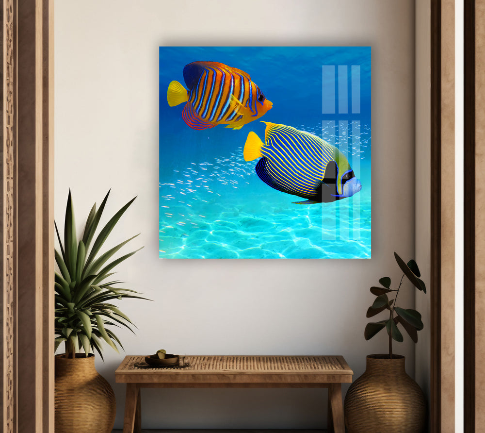 Underwater Tropical Fishes And Aquarium Glass Photo Prints for Walls