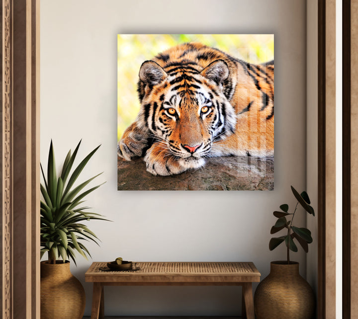 Large Tiger Laying Glass Wall Art print picture on glass, Tempered Glass Wall Art