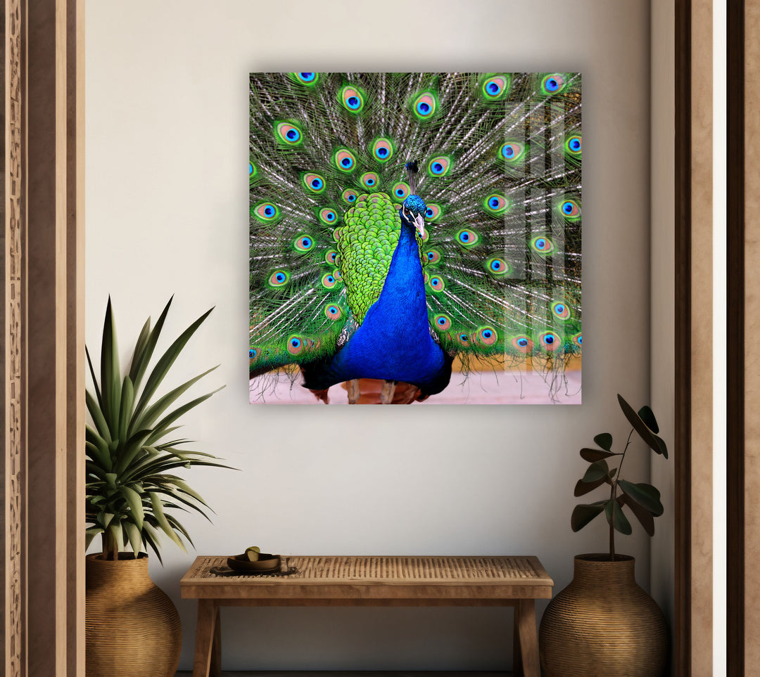 Peacock Feather Art Glass Wall Art glass photo prints, glass picture prints