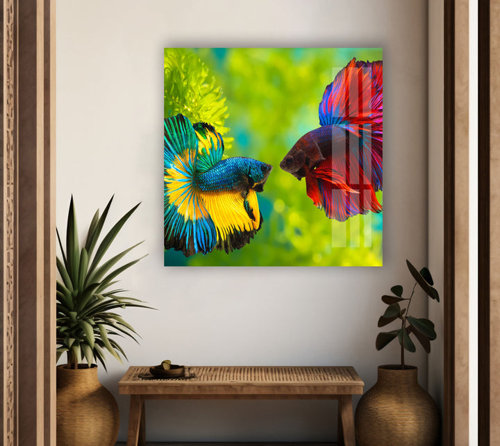 Colorful Beta Fishes Glass Wall Art large glass photo prints, glass wall photos