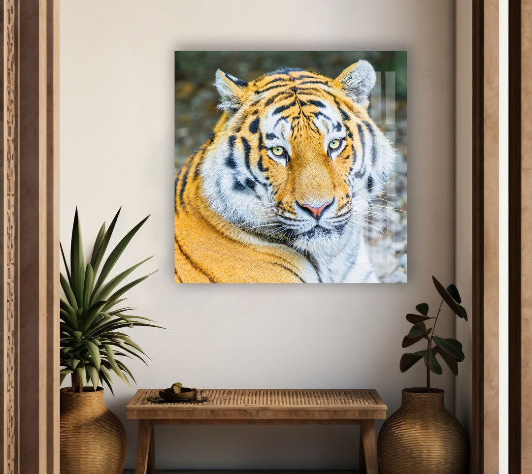 Siberian Tiger Glass Wall Art glass art painting, glass art for the Wall