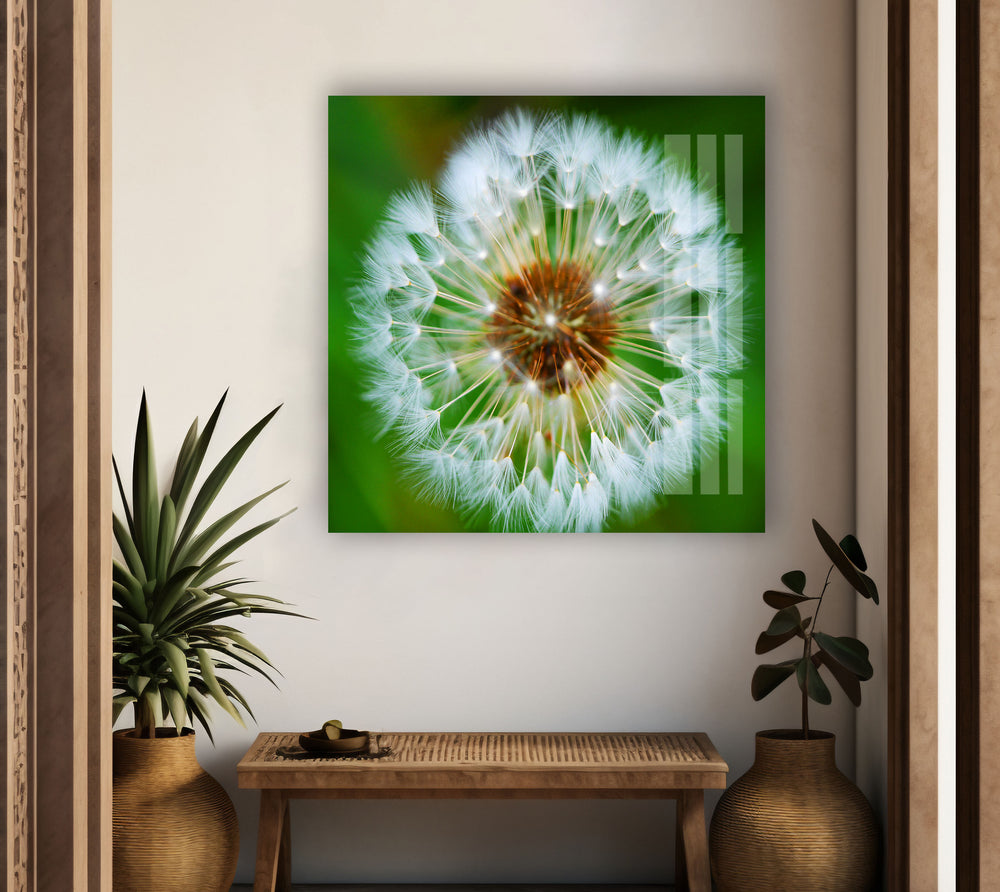 Single Dandelion Flower Glass Wall Art, picture on glass wall art, photos printed on glass
