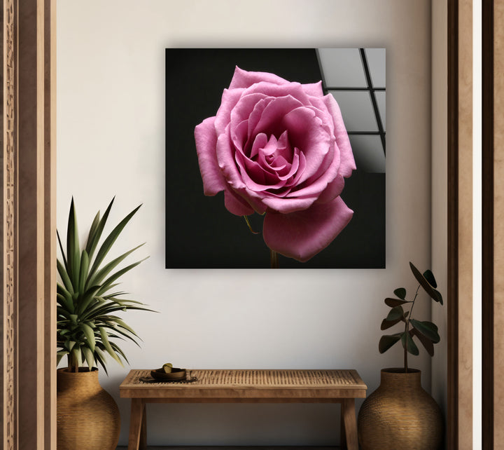 Pink Rose On Black Glass Wall Art, Glass Printing Wall Art, Print photos on glass