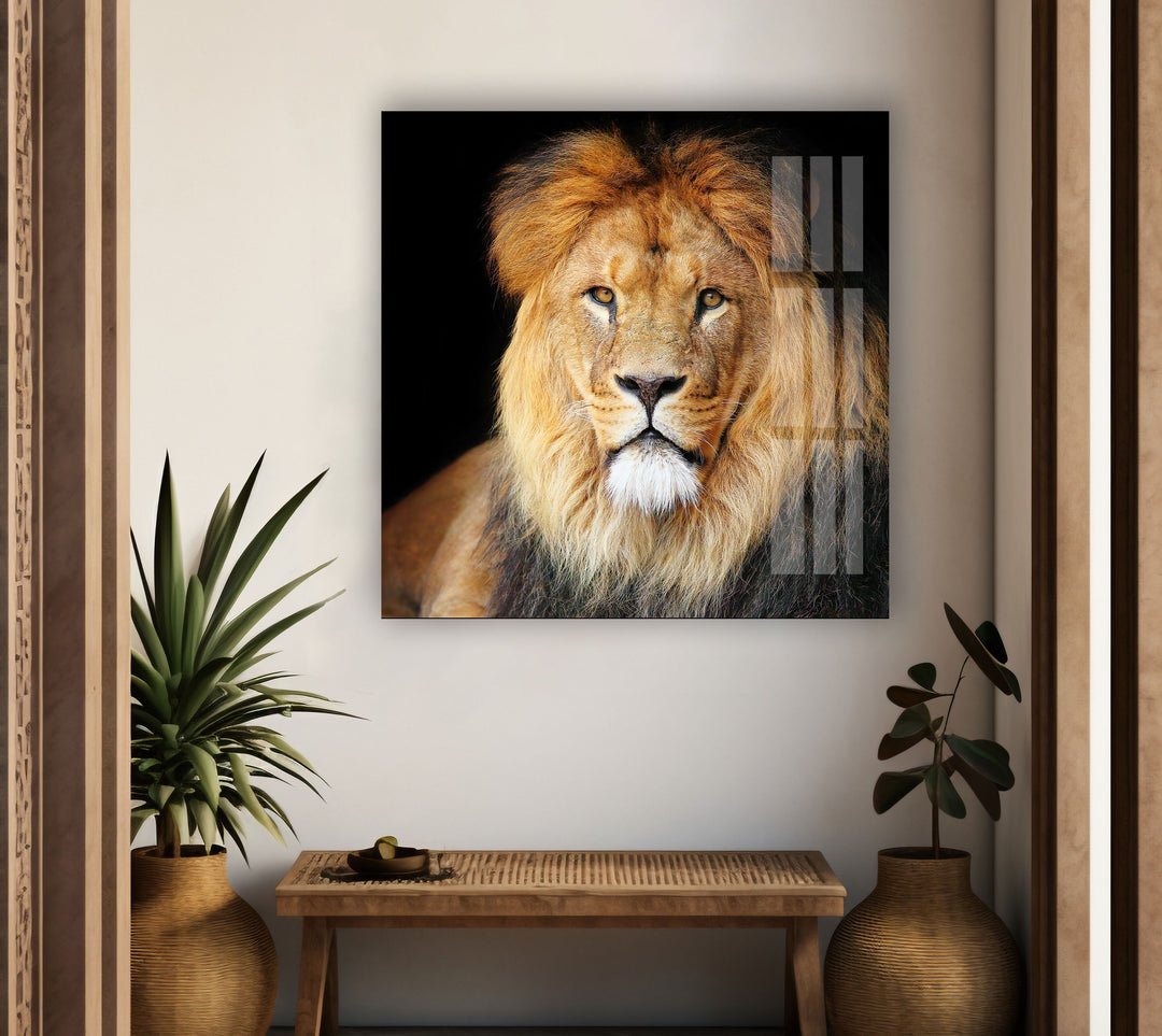 Old Lion Glass Wall Art photo print on glass, prints on glass wall art