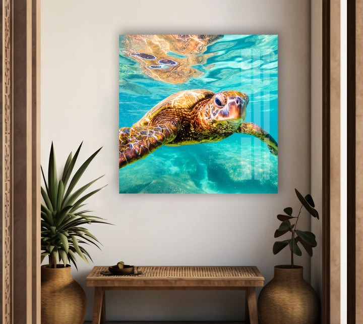 Sea Turtle Swimming Glass Wall Art print picture on glass, Tempered Glass Wall Art