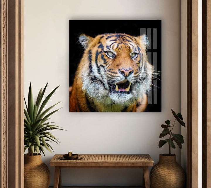 Sumatran Tiger Glass Wall Art large glass photo prints, glass wall photos