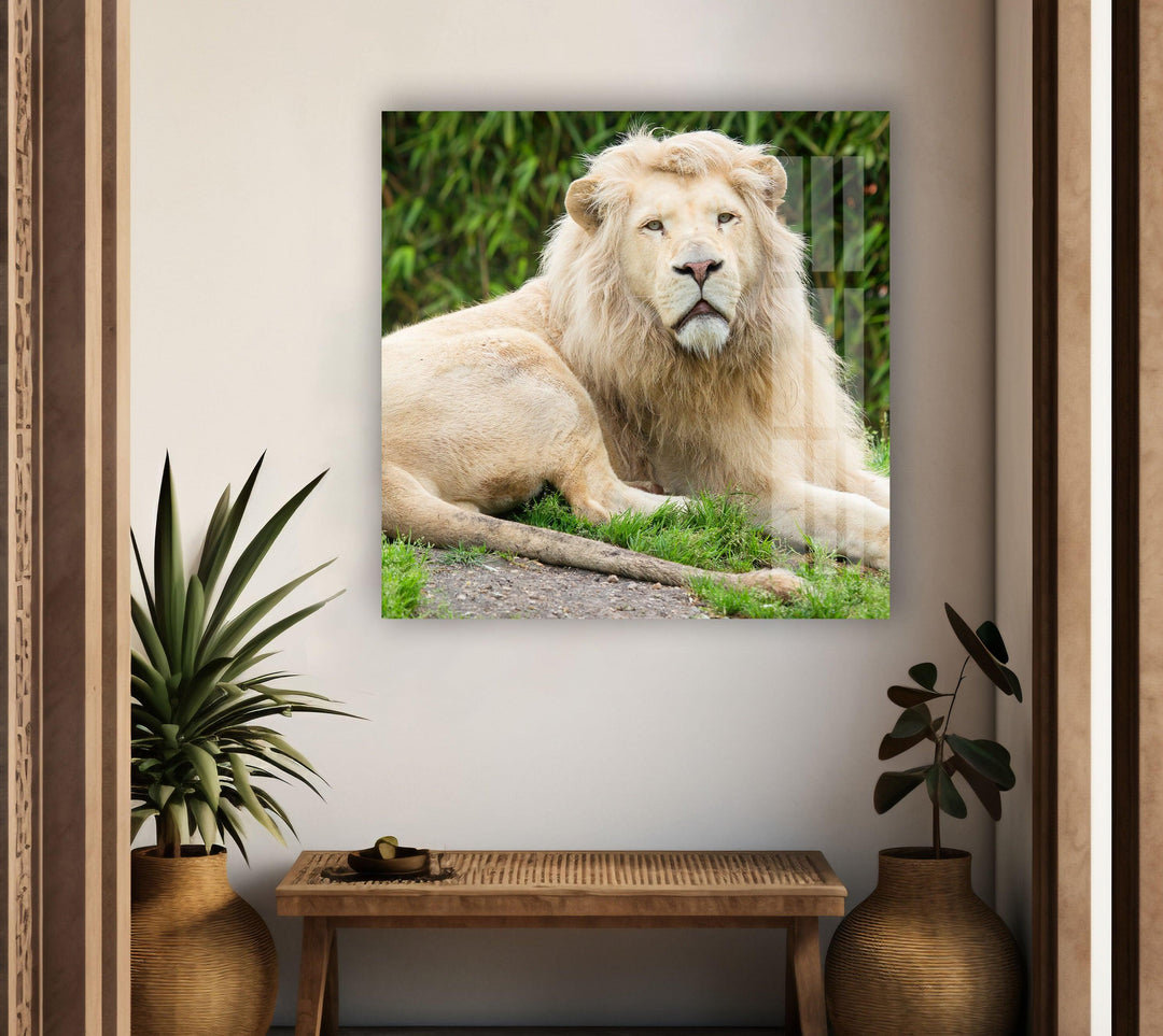 Wild White Lion Glass Wall Art glass art painting, glass art for the Wall