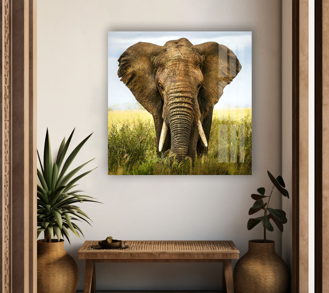 Safari Elephant Glass Wall Art photo print on glass, prints on glass wall art