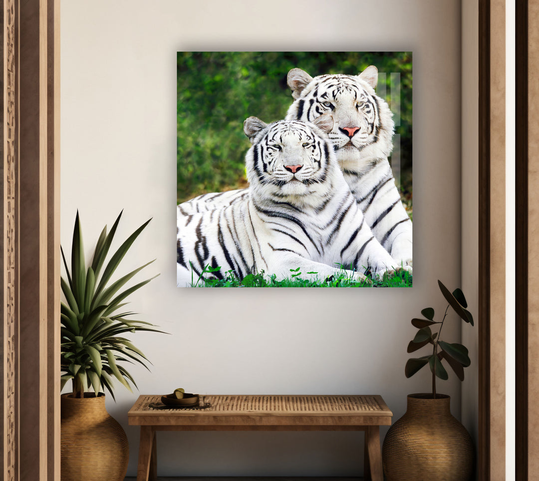 White Tigers Glass Wall Art photo print on glass, prints on glass wall art