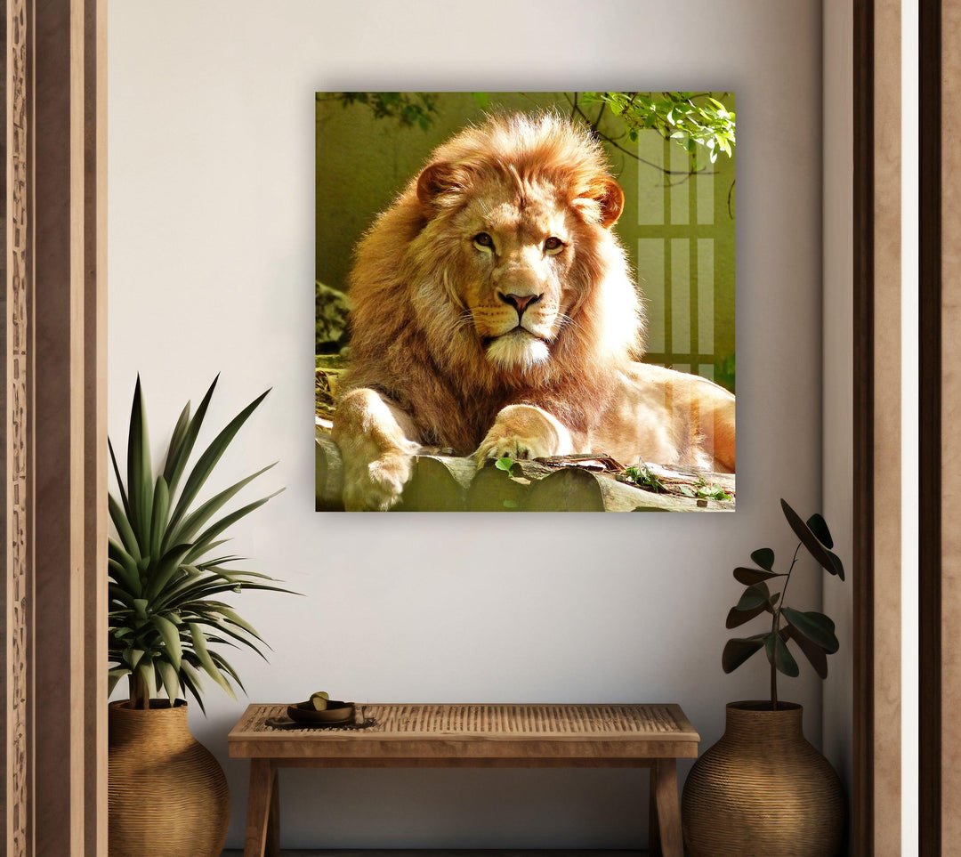 Wild Lion Portrait Glass Wall Art custom glass pictures, glass art prints