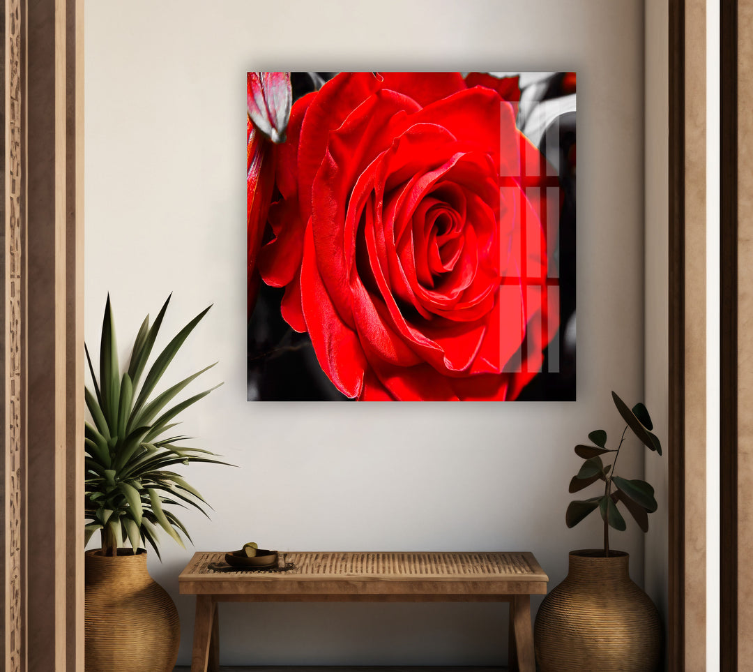 Red Rose Closeup Glass Wall Art, glass photo prints, glass picture prints