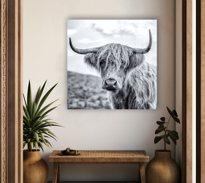 Scottish Highland Cow Glass Wall Art photo print on glass, prints on glass wall art