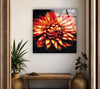 Orange Dahlia In Bloom Glass Wall Art, large glass photo prints, glass wall photos