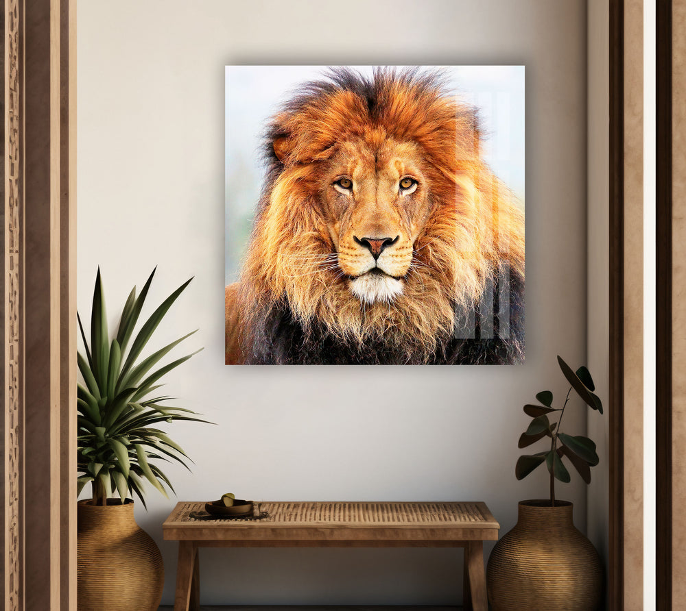 Wild Lion Portrait Glass Wall Art picture on glass wall art, photos printed on glass