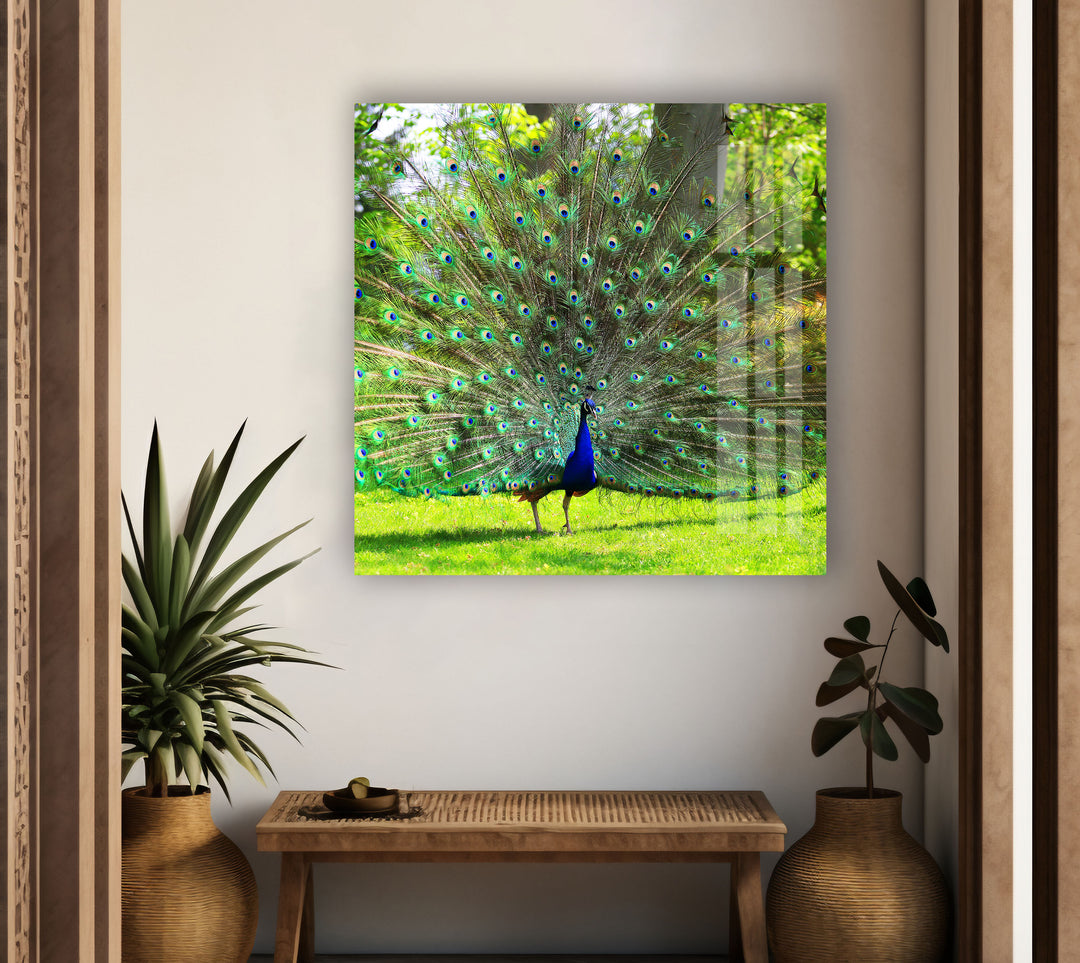 Peacock in Nature glass pictures for Wall, glass prints wall art