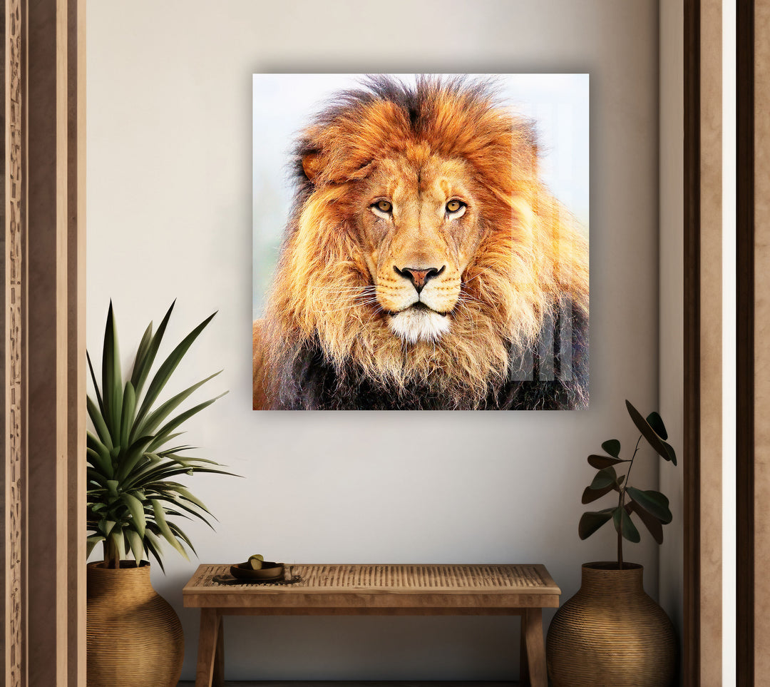 Lion King View Glass Wall Art glass photo prints, glass picture prints