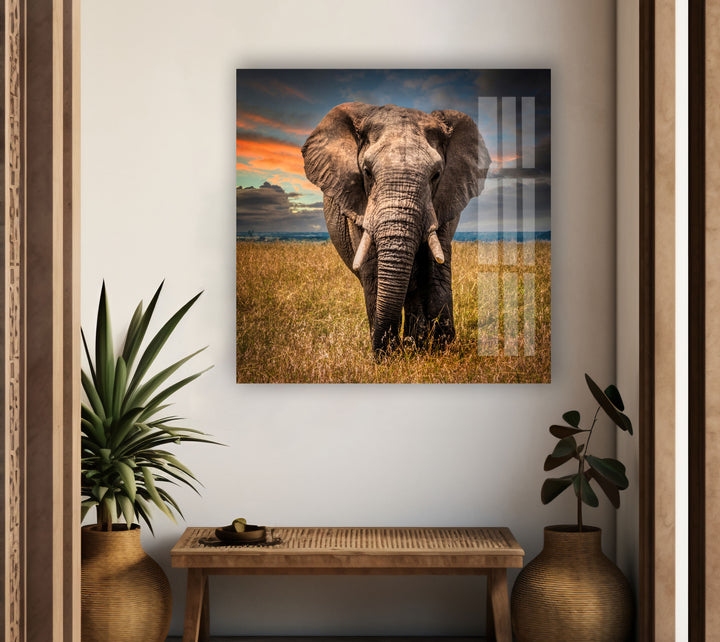 Majestic Elephant Glass Wall Art large glass photo prints, glass wall photos