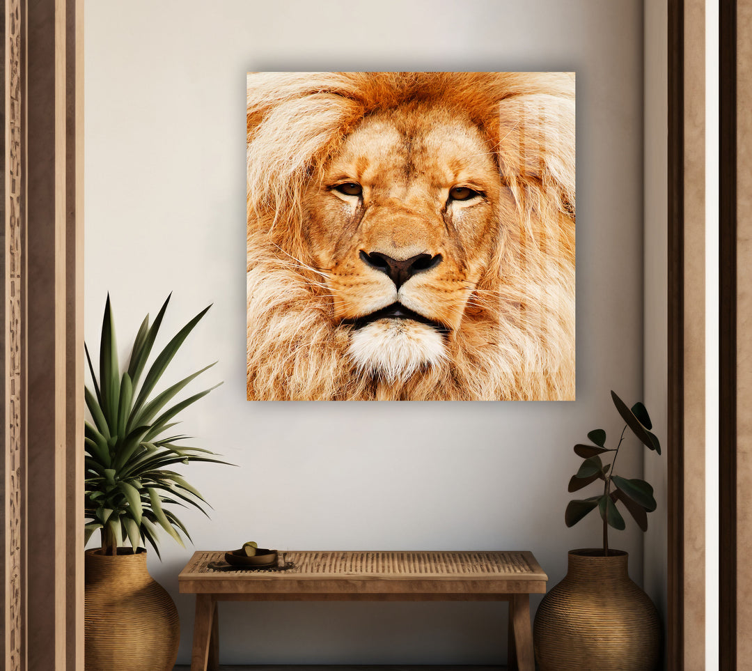 Orange Lion Portrait Glass Wall Art custom glass photo prints, large glass prints