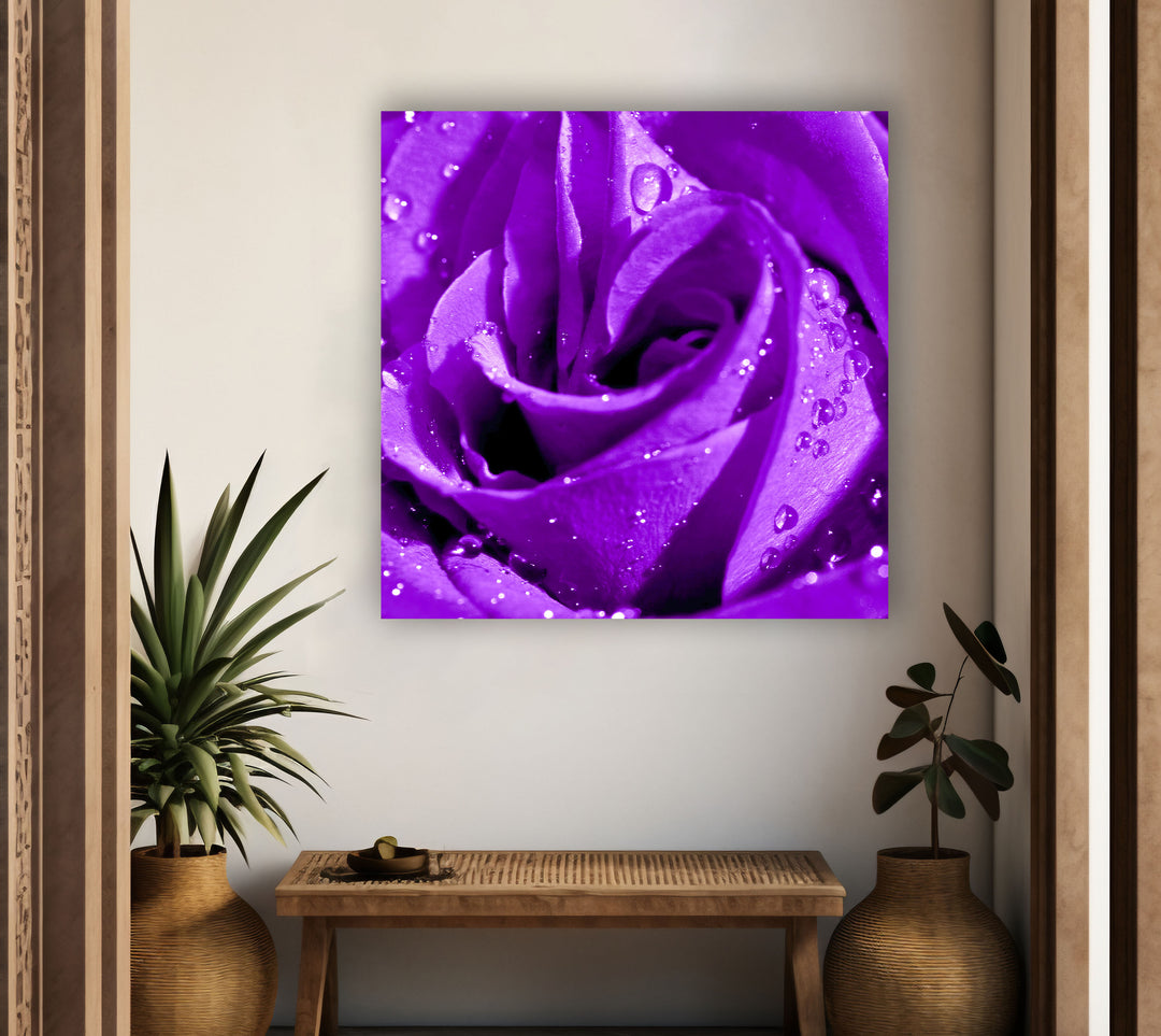 Closeup Of Purple Rose Glass Wall Art, custom glass pictures, glass art prints