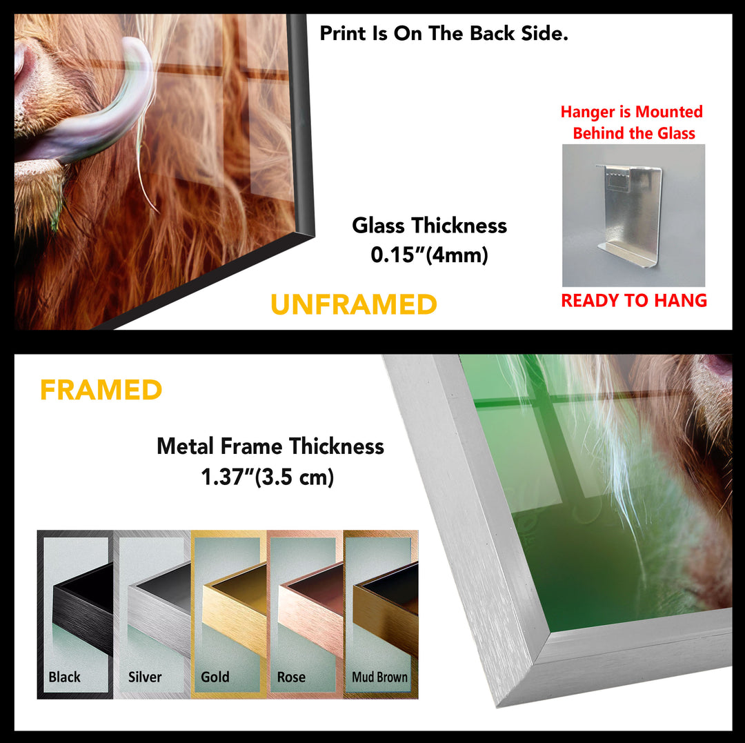 Highland Scottish Cow Tempered Glass Wall Art - MyPhotoStation