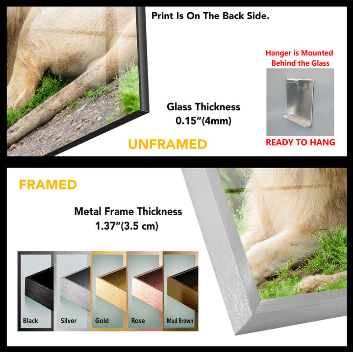 Safari Lion Tempered Glass Wall Art - MyPhotoStation