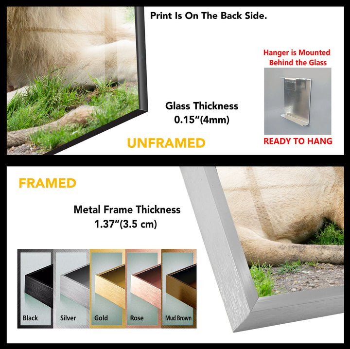 Wild Cat Safari Lion Tempered Glass Wall Art - MyPhotoStation