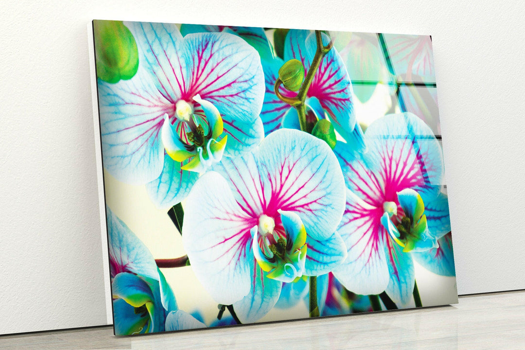 Blue & Pink Orchids Flowers Glass Wall Art, Glass Printing Wall Art, Print photos on glass