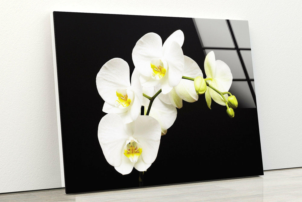 White Orchid Glass Wall Art, picture on glass wall art, photos printed on glass