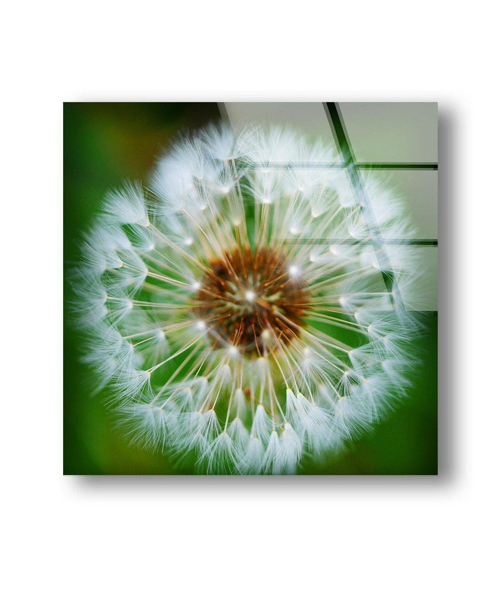 Single Dandelion Flower Glass Wall Art, custom glass photo prints, large glass prints
