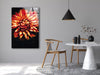 Orange Dahlia In Bloom Glass Wall Art, glass image printing, glass prints from photos