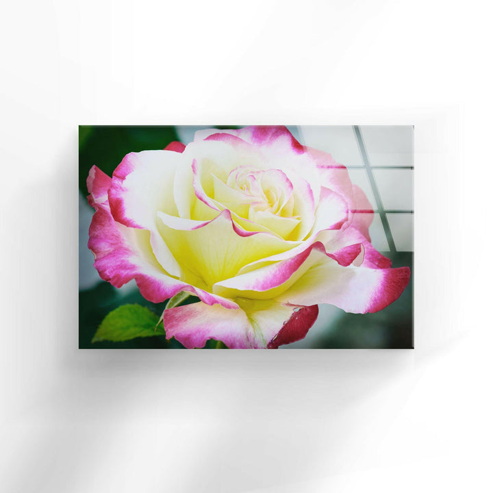 Vivid Yellow Rose Glass Wall Art, glass pictures for Wall, glass prints wall art