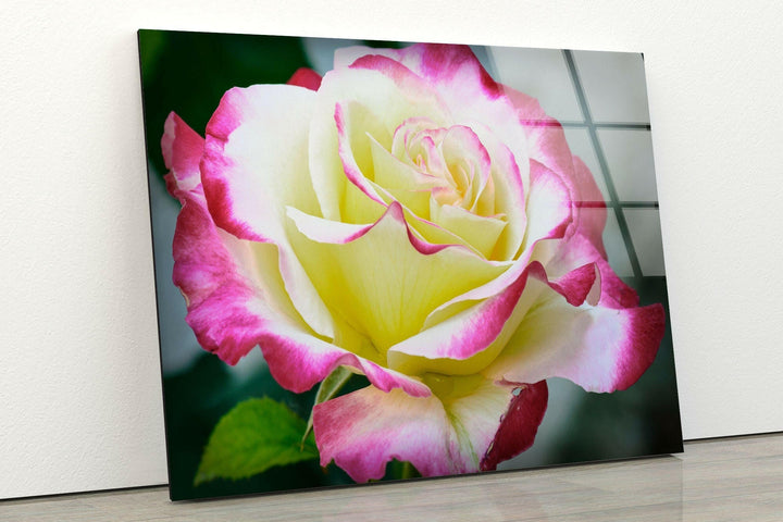 Vivid Yellow Rose Glass Wall Art, large glass photo prints, glass wall photos