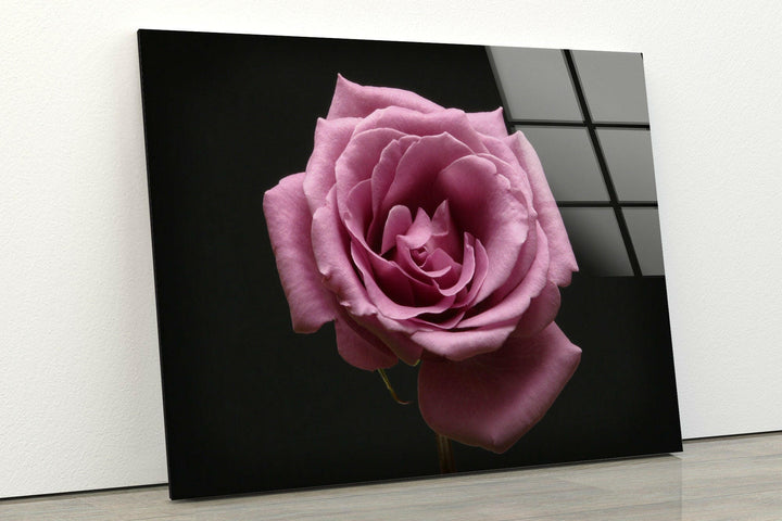 Pink Rose On Black Glass Wall Art, glass photo prints, glass picture prints