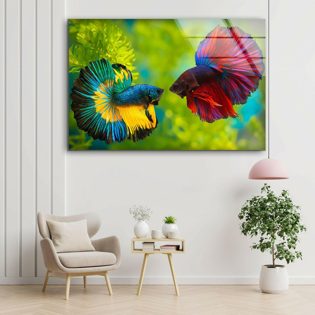 Colorful Beta Fishes Glass Wall Art print on glass, glass printed photos